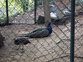 Scacciapensieri Peacock.jpg